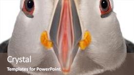  Presentation with atlantic - Presentation having close-up of atlantic puffin or common puffin fratercula arctica in front of white background background and a coral colored foreground