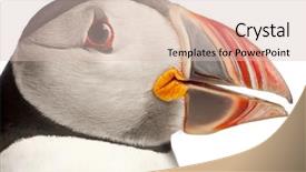  Presentation with close up puff pastry - PPT theme with close-up of atlantic puffin background and a  colored foreground