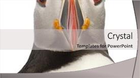  Presentation with atlantic - Presentation theme having close-up of atlantic puffin or common puffin fratercula arctica in front of white background background and a light gray colored foreground