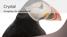  Presentation with close up puff pastry - Slides featuring close-up of atlantic puffin background and a light gray colored foreground
