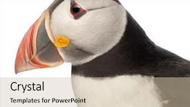  Presentation with close up puff pastry - Theme consisting of close-up of atlantic puffin background and a  colored foreground