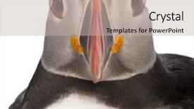  Presentation with atlantic - Audience pleasing PPT theme consisting of close-up of atlantic puffin backdrop and a  colored foreground