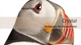  Presentation with close up puff pastry - Slides enhanced with close-up of atlantic puffin background and a  colored foreground