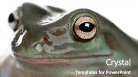  Presentation with australian - Cool new presentation with close-up of australian green tree frog litoria caerulea studio shot backdrop and a gray colored foreground