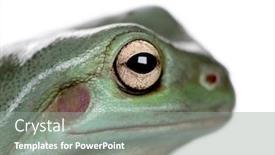  Presentation with australian - Presentation theme enhanced with close-up of australian green tree frog litoria caerulea studio shot background and a gray colored foreground