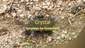  Presentation with matter - Presentation theme consisting of close-up-of-australian-red background and a violet colored foreground