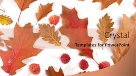  Presentation with autumn - Presentation consisting of close-up-of-autumn-leaf background and a coral colored foreground