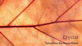  Presentation with autumn - PPT theme having close-up-of-autumn-leaf background and a coral colored foreground