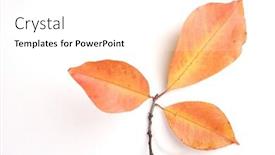  Presentation with autumn - Colorful slide set enhanced with close-up-of-autumn-leaf backdrop and a white colored foreground