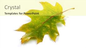  Presentation with autumn - Presentation design enhanced with close-up-of-autumn-leaf background and a yellow colored foreground
