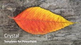  Presentation with autumn - Audience pleasing presentation theme consisting of close-up-of-autumn-leaf backdrop and a gray colored foreground