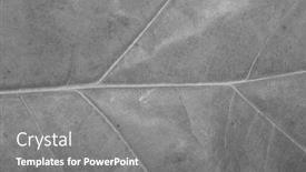  Presentation with autumn - Theme featuring close-up-of-autumn-leaf background and a gray colored foreground