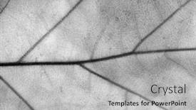  Presentation with autumn - Slides having close-up-of-autumn-leaf background and a light gray colored foreground