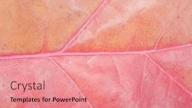  Presentation with autumn - Presentation design having close-up-of-autumn-leaf background and a coral colored foreground