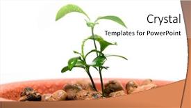  Presentation with preemie baby close up - Colorful slides enhanced with close-up of baby plant backdrop and a  colored foreground