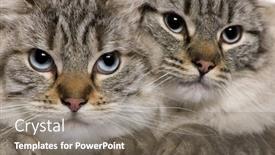  Presentation with cats - Slides with close-up of balinese cats background and a gray colored foreground