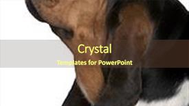  Presentation with basset hound - Cool new presentation with close-up of basset hound backdrop and a tawny brown colored foreground
