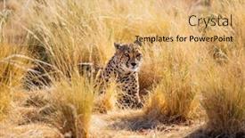  Presentation with cheetah - Presentation design consisting of close-up-of-beautiful-cheetah background and a yellow colored foreground