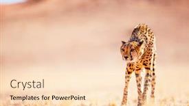  Presentation with cheetah - Audience pleasing presentation consisting of close-up-of-beautiful-cheetah backdrop and a lemonade colored foreground