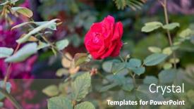  Presentation with botanical garden - PPT theme consisting of close-up-of-beautiful-flowering background and a tawny brown colored foreground