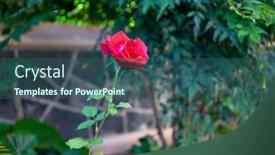  Presentation with botanical garden - Presentation design consisting of close-up-of-beautiful-flowering background and a ocean colored foreground