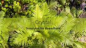  Presentation with ferns - Slides consisting of close-up-of-beautiful-growing background and a gold colored foreground