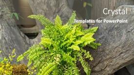  Presentation with ferns - PPT layouts consisting of close-up-of-beautiful-growing background and a gray colored foreground