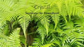  Presentation with ferns - Theme featuring close-up-of-beautiful-growing background and a yellow colored foreground