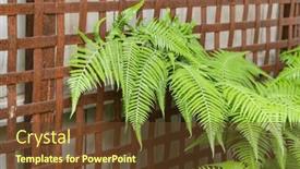  Presentation with ferns - Slides having close-up-of-beautiful-growing background and a tawny brown colored foreground