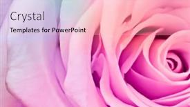  Presentation with multicolor - PPT layouts having close-up-of-beautiful-multicolor background and a lemonade colored foreground