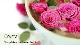 Presentation with pink roses - Beautiful presentation theme featuring close up of beautiful pink roses in bowl over white backdrop and a soft green colored foreground