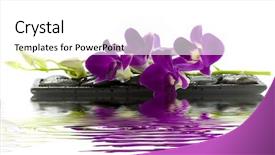  Presentation with tiger orchid close up petal - Slides consisting of close up of beautiful purple background and a white colored foreground