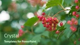  Presentation with fruits - Slides having close-up-of-beautiful-red background and a ocean colored foreground