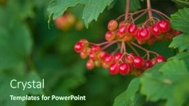  Presentation with fruits - Presentation design having close-up-of-beautiful-red background and a forest green colored foreground