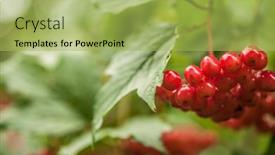  Presentation with fruits - PPT layouts having close-up-of-beautiful-red background and a  colored foreground