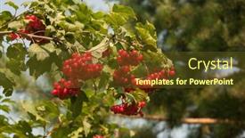  Presentation with fruits - Presentation theme enhanced with close-up-of-beautiful-red background and a  colored foreground