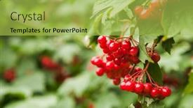  Presentation with fruits - PPT theme with close-up-of-beautiful-red background and a  colored foreground