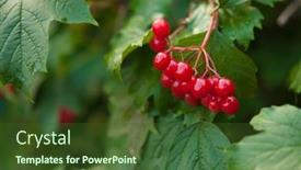  Presentation with fruits - Presentation design featuring close-up-of-beautiful-red background and a tawny brown colored foreground