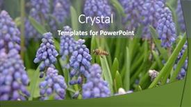  Presentation with grape - Colorful PPT theme enhanced with close-up-of-bee backdrop and a coral colored foreground