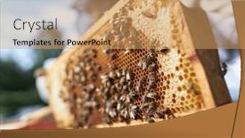  Presentation with close up of beef tartar - Presentation theme consisting of close-up-of-bees-pollinating and a coral colored foreground