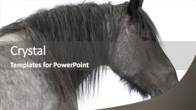  Presentation with white horse - Cool new slides with close-up of belgian horse backdrop and a dark gray colored foreground
