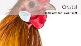  Presentation with belgian food - Theme enhanced with close up of belgian rooster background and a light gray colored foreground