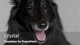  Presentation with old dog - Theme featuring close-up of belgian shepherd dog groenendael 8 years old in front of grey background background and a dark gray colored foreground