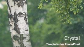  Presentation with rain water - Beautiful PPT theme featuring close-up-of-birch-tree backdrop and a ocean colored foreground