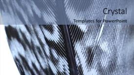  Presentation with isolated paw prints over white - Audience pleasing presentation theme consisting of close up of bird feather backdrop and a seafoam green colored foreground