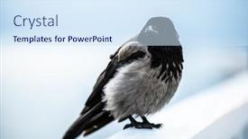  Presentation with crow - Amazing slide set having close-up-of-black-gray backdrop and a sky blue colored foreground