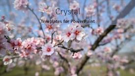  Presentation with pink flowers - PPT theme enhanced with close-up-of-blooming-almond background and a light blue colored foreground