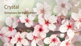  Presentation with japanese cherry blossom - Slides enhanced with close up of blooming cherry background and a soft green colored foreground