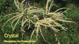  Presentation with flower - PPT layouts having close-up-of-blooming-chestnut background and a tawny brown colored foreground