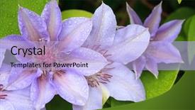  Presentation with clematis - Cool new theme with abstract red background - computer generated for your projects backdrop and a black colored foreground